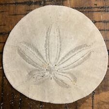Sand dollar pacific for sale  Chewelah
