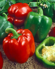 Sweet pepper seeds for sale  STAFFORD
