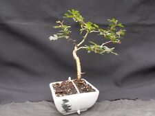 Bonsai tree hawthorn for sale  BROMSGROVE