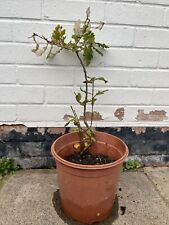 Oak tree seedlings for sale  COLCHESTER