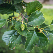 Alnus glutinosa imperialis for sale  UK