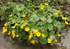 Caltha palustris populage d'occasion  Krautergersheim