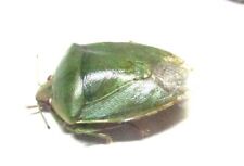 B021 CDOMO | MI : Pentatomidae species? 15mm for sale  Shipping to South Africa