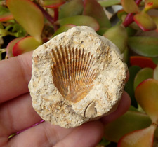 Fossile coquillage empreinte d'occasion  Lagnieu