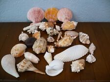 Seashell sea shell for sale  Saint Cloud