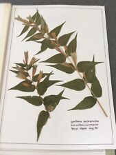 Herbarium 100 getrocknete gebraucht kaufen  Leopoldshöhe