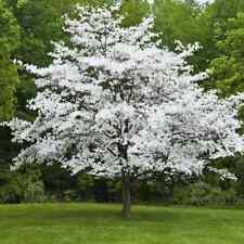 White flowering dogwood for sale  Decatur