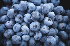 200 highbush blueberry for sale  Bois D Arc