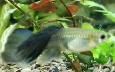 black moscow guppy pair for sale  Valley