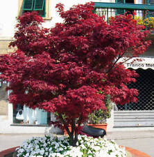 Acero rosso giapponese "Acer palmatum Fireglow" pianta in vaso ø20 cm, usato usato  Valmacca
