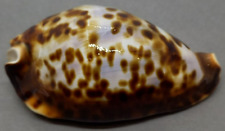 SEA SHELL ZOILA FRIENDII FRIENDI 72.8 mm. CUTE, BLUISH BACK, COLORFUL SHELL for sale  Shipping to South Africa