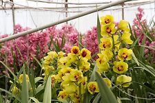 Cymbidium selected back for sale  Shipping to Ireland
