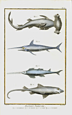 Sharks copperplate engraving for sale  LONDON
