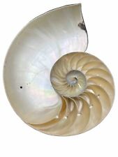 Chambered nautilus spiral for sale  Stow