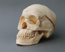 Réplique crâne humain d'occasion  Deauville