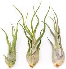 Tillandsia caput medusae for sale  Saint Augustine