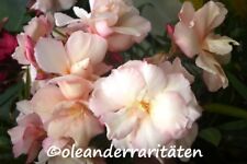 Oleander plant provence for sale  Shipping to Ireland