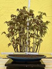Joe bonsai dreispitzahorn gebraucht kaufen  Spiesen-Elversberg