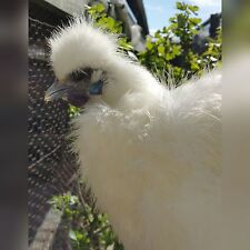 Pure white silkie for sale  Medina