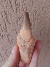 Fossili stupendo dente usato  Pontedera