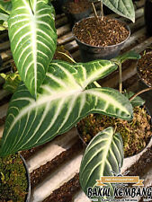 Caladium Xanthosoma Lindenii Plant , used for sale  Shipping to South Africa