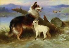Rough collie dog for sale  Shipping to Ireland