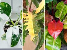 Rare philodendron live for sale  Lakeland