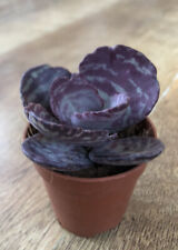 Kalanchoe humilis dessert for sale  SHEFFIELD