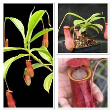Madagascar carnivorous pitcher for sale  GLOUCESTER