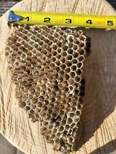 wasp nest for sale  Princeton