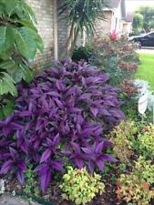 Persian shield for sale  Fort Worth