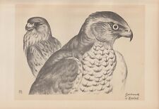 Hawk goshawk falcon for sale  Shipping to Ireland