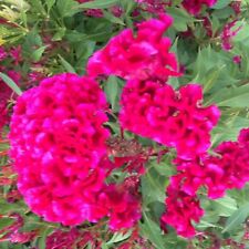 100 plumed celosia for sale  Silver Spring