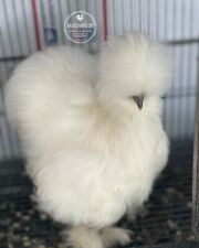 Silkie hatching eggs for sale  Quincy