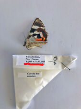 Noctuidae CATOCALA DULA CORMINEA****female****China, used for sale  Shipping to South Africa