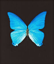 Damien hirst butterfly for sale  USA