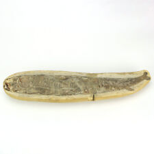 fossil fish brazil for sale  Allen