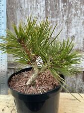 Japanese red pine for sale  CHORLEY