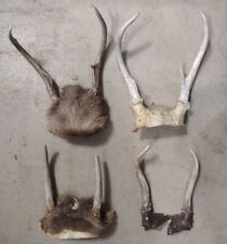 Small animal antlers for sale  Avon