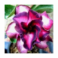 adenium usato adenium usato Trappeto