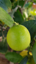 Citrus latifolia tahiti d'occasion  Mont-près-Chambord