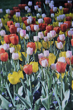 Blumenzwiebeln tulpen triumph gebraucht kaufen  Werl