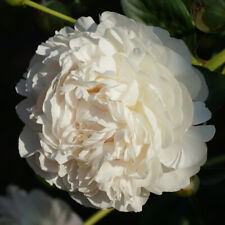Peony flowers perennial for sale  IPSWICH