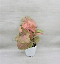 Pink syngonium podophyllum for sale  Reseda