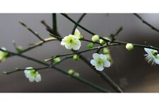 Green ume flowering for sale  Aumsville