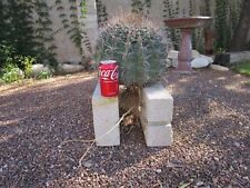 Arizona barrel cactus for sale  Tucson