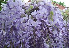 Blauregen wisteria floribunda gebraucht kaufen  Bad Zwischenahn