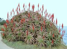 Aloe arborescens kranz for sale  Miami