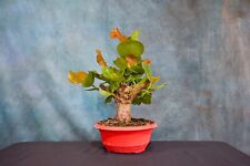 Seagrape pre bonsai for sale  North Fort Myers