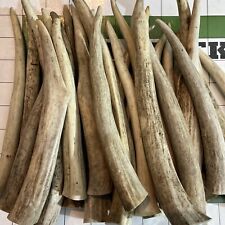 Whitetail deer antler for sale  Fredonia